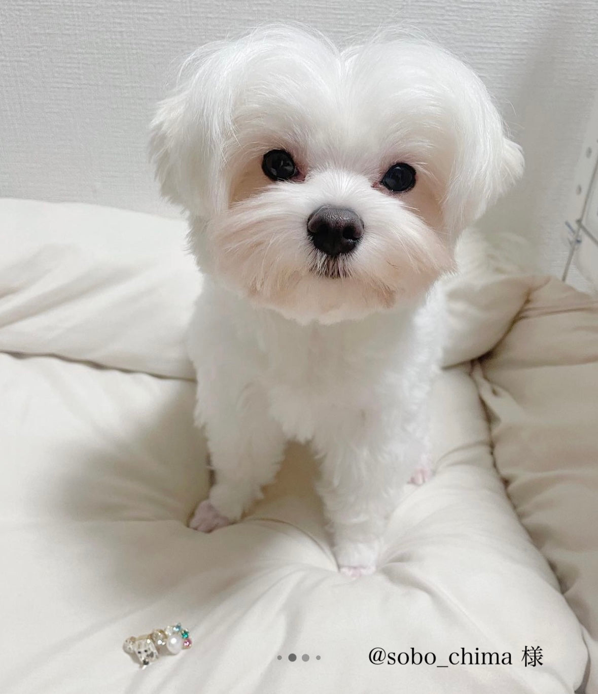 【ピアス】MEME DOGS