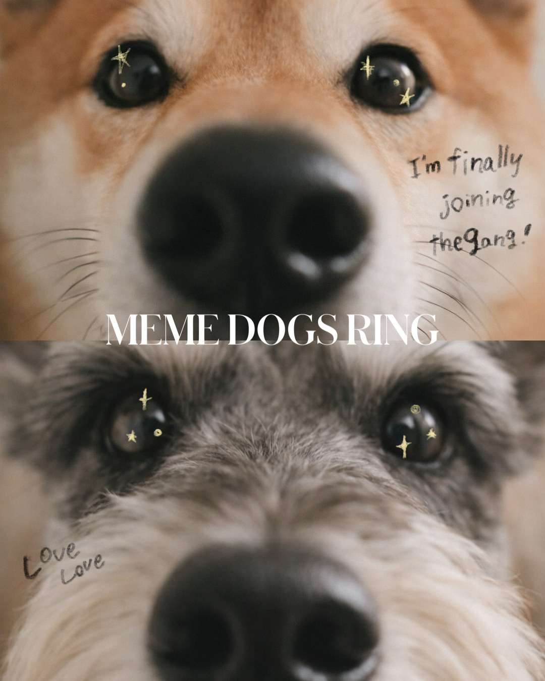 meme dogs ring Schnauzer &Shiba