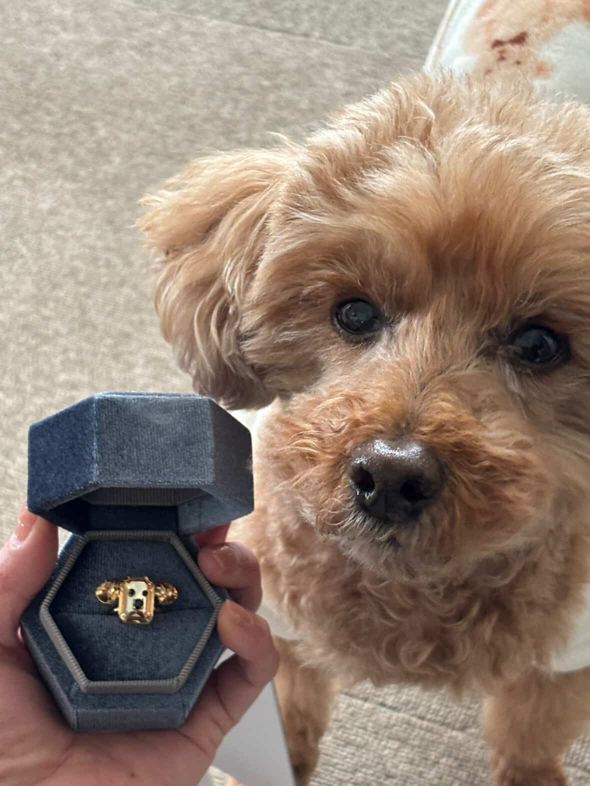 Meme dog ring